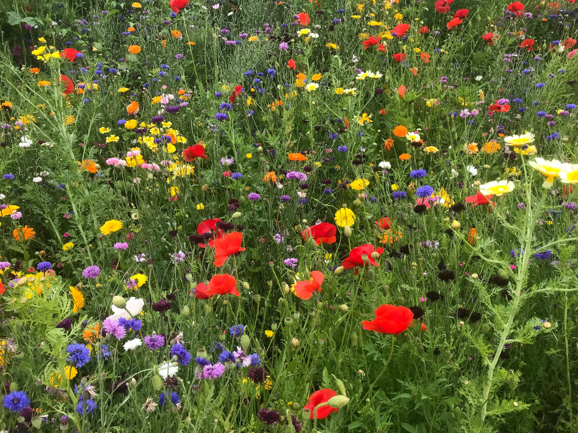 Standard Meadow